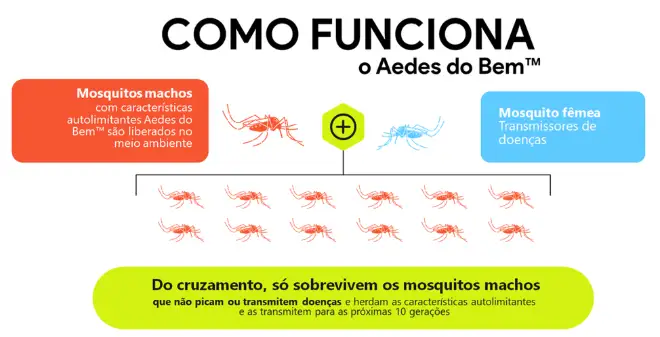 Ciclo de reprodução com o Aedes do Bem, que impede o desenvolvimento das fêmeas
