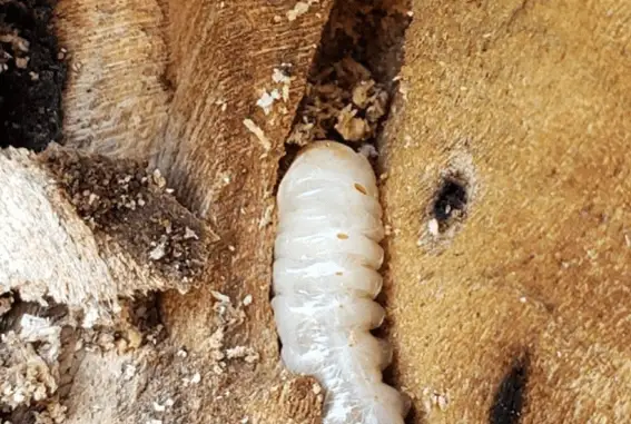Broca de madeira atacando peça de madeira