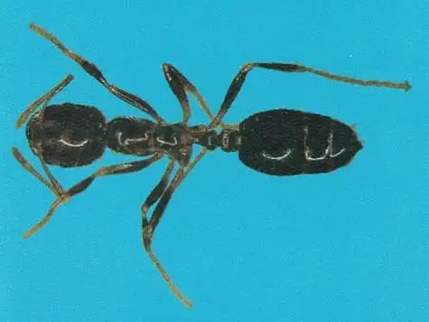 Formiga-de-fogo, também chamada lava-pés (Solenopsis spp.)