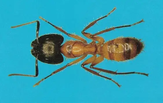 Formiga-carpinteira, conhecida como sarará (Camponotus spp.)