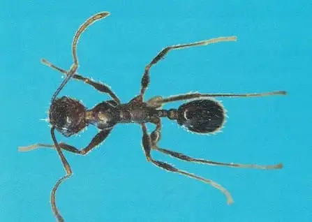 Formiga-louca, ou formiga-cuiabana (Paratrechina spp.)