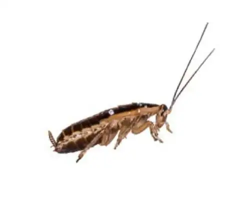 Baratinha de cozinha, também chamada barata-germânica (Blattella germanica)