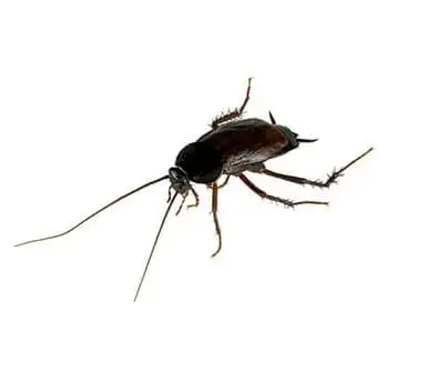 Barata oriental (Blatta orientalis)