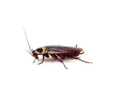Barata de esgoto, ou barata-americana (Periplaneta americana)