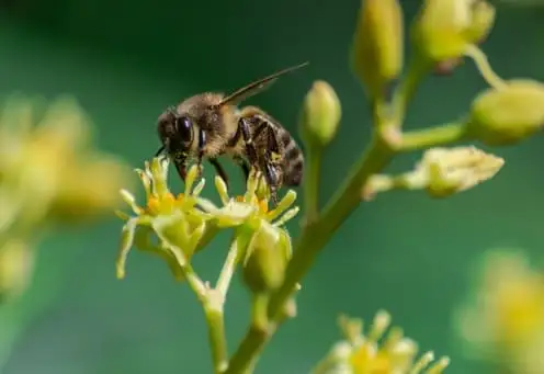 Abelha europeia (Apis mellifera)