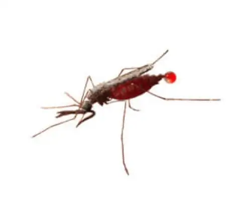Mosquito Anopheles, transmissor da malária