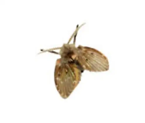 Mosca de filtro, da família Psychodidae