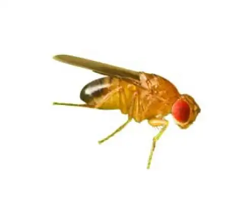 Mosca do vinagre (Drosophila melanogaster)