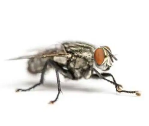 Mosca da carne (Sarcophaga carnaria)