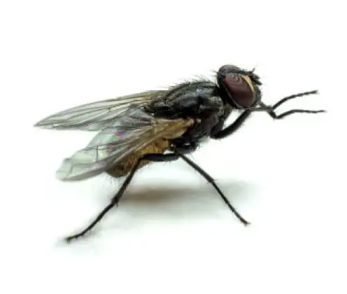 Mosca doméstica pequena (Fannia canicularis)