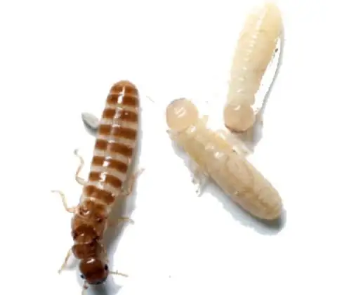 Cupim de madeira seca (Cryptotermes spp.)