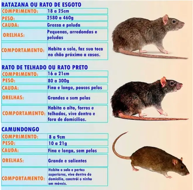 Comparação entre os principais roedores urbanos: ratazana, rato de telhado e camundongo
