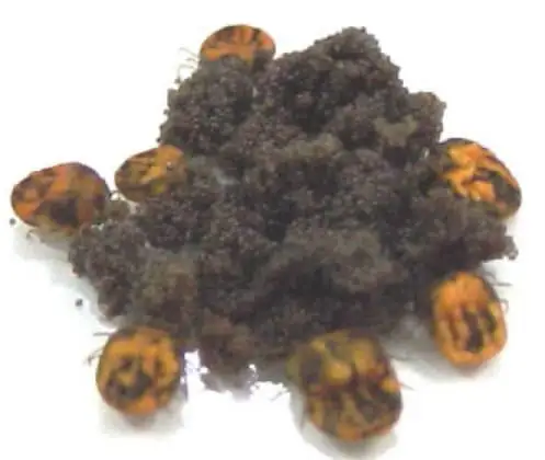 Carrapato-de-boi (Boophilus microplus)