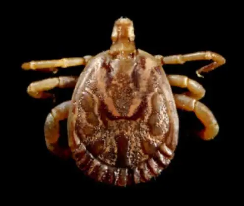 Carrapato-estrela, também chamado carrapato-de-cavalo (Amblyomma cajennense)