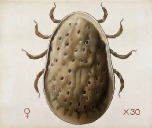 Carrapato-de-galinha (Argas miniatus)